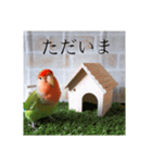 コザクラインコ よく使うスタンプ（個別スタンプ：7）