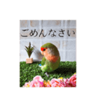 コザクラインコ よく使うスタンプ（個別スタンプ：14）