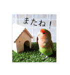 コザクラインコ よく使うスタンプ（個別スタンプ：39）