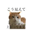 マイペースな猫のパン（個別スタンプ：3）