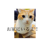 マイペースな猫のパン（個別スタンプ：5）