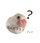 文鳥のプップ（個別スタンプ：4）