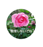 応援する植物。(花バラあじさいクローバー)（個別スタンプ：25）