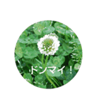 応援する植物。(花バラあじさいクローバー)（個別スタンプ：31）