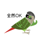 インコといろいろな鳥のスタンプ(応援気味)（個別スタンプ：25）