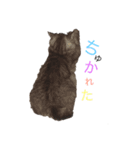 怠惰な猫のいる風景（個別スタンプ：3）