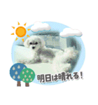 白い犬応援隊！白い犬たちが応援してるよ！（個別スタンプ：37）