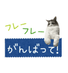 癒し猫**実写** 応援スタンプ（個別スタンプ：7）