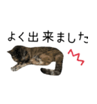 癒し猫**実写** 応援スタンプ（個別スタンプ：10）