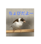 十姉妹のちょび（個別スタンプ：1）