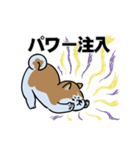 応援する秋田犬（個別スタンプ：10）