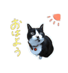 ほりえ家のねこず（個別スタンプ：15）