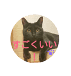 黒猫レクサイ（個別スタンプ：1）