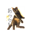 黒猫レクサイ（個別スタンプ：2）