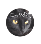 黒猫レクサイ（個別スタンプ：5）