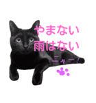 黒猫レクサイ（個別スタンプ：8）