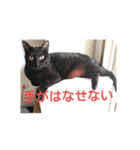 黒猫レクサイ（個別スタンプ：9）