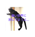 黒猫レクサイ（個別スタンプ：11）