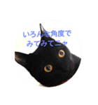 黒猫レクサイ（個別スタンプ：13）