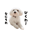 白い犬の応援（個別スタンプ：18）