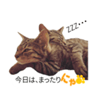 ふきだし猫写真スタンプ 双子のトラネコ（個別スタンプ：22）