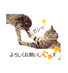 ふきだし猫写真スタンプ 双子のトラネコ（個別スタンプ：25）