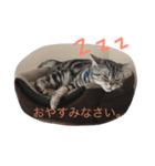 ねこのうめぼし2。（個別スタンプ：13）