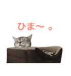 ねこのうめぼし2。（個別スタンプ：22）