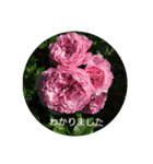 薔薇と敬語（個別スタンプ：1）