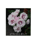 薔薇と敬語（個別スタンプ：6）