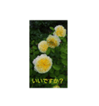 薔薇と敬語（個別スタンプ：12）