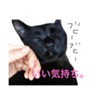 黒猫さんお返事スタンプ（個別スタンプ：4）