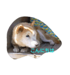 柴犬のちゃちゃ（個別スタンプ：13）