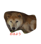 柴犬のちゃちゃ（個別スタンプ：21）