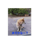 柴犬のちゃちゃ（個別スタンプ：29）