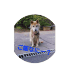 柴犬のちゃちゃ（個別スタンプ：38）