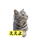 サバトラ猫のコハル☆広島弁（個別スタンプ：1）