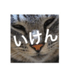 サバトラ猫のコハル☆広島弁（個別スタンプ：2）