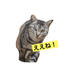 サバトラ猫のコハル☆広島弁（個別スタンプ：3）