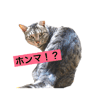 サバトラ猫のコハル☆広島弁（個別スタンプ：4）