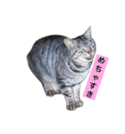 サバトラ猫のコハル☆広島弁（個別スタンプ：6）