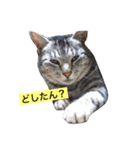 サバトラ猫のコハル☆広島弁（個別スタンプ：7）