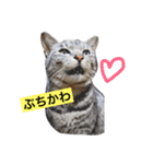 サバトラ猫のコハル☆広島弁（個別スタンプ：8）