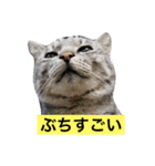 サバトラ猫のコハル☆広島弁（個別スタンプ：9）