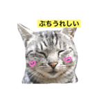 サバトラ猫のコハル☆広島弁（個別スタンプ：10）