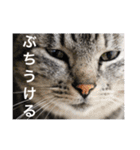 サバトラ猫のコハル☆広島弁（個別スタンプ：11）