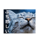 サバトラ猫のコハル☆広島弁（個別スタンプ：12）