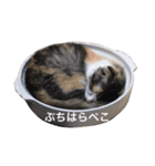 サバトラ猫のコハル☆広島弁（個別スタンプ：14）