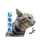 サバトラ猫のコハル☆広島弁（個別スタンプ：15）