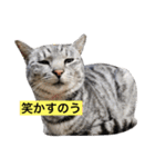 サバトラ猫のコハル☆広島弁（個別スタンプ：16）